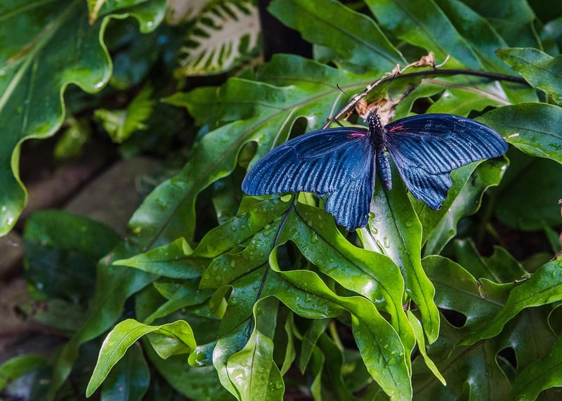 Botanical Conservatory